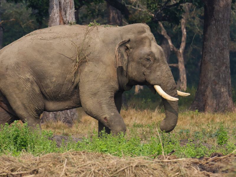 Elephant Breeding Center
