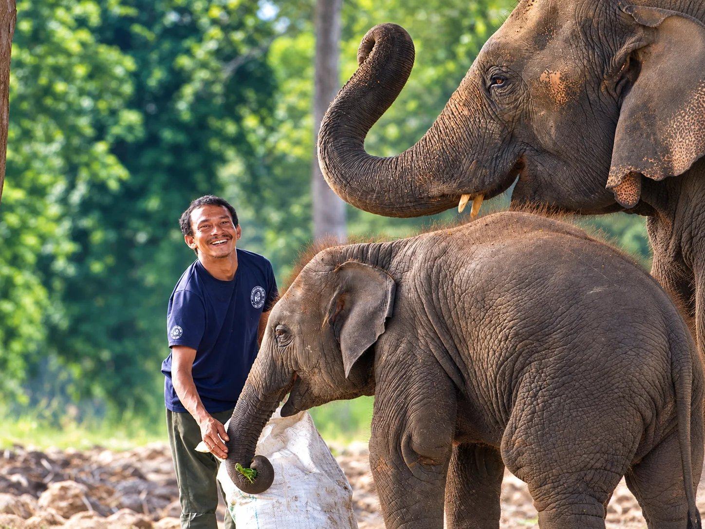 A keeper feeding a baby elephant beside its mother at an elephant sanctuary in Chitwan, Nepal