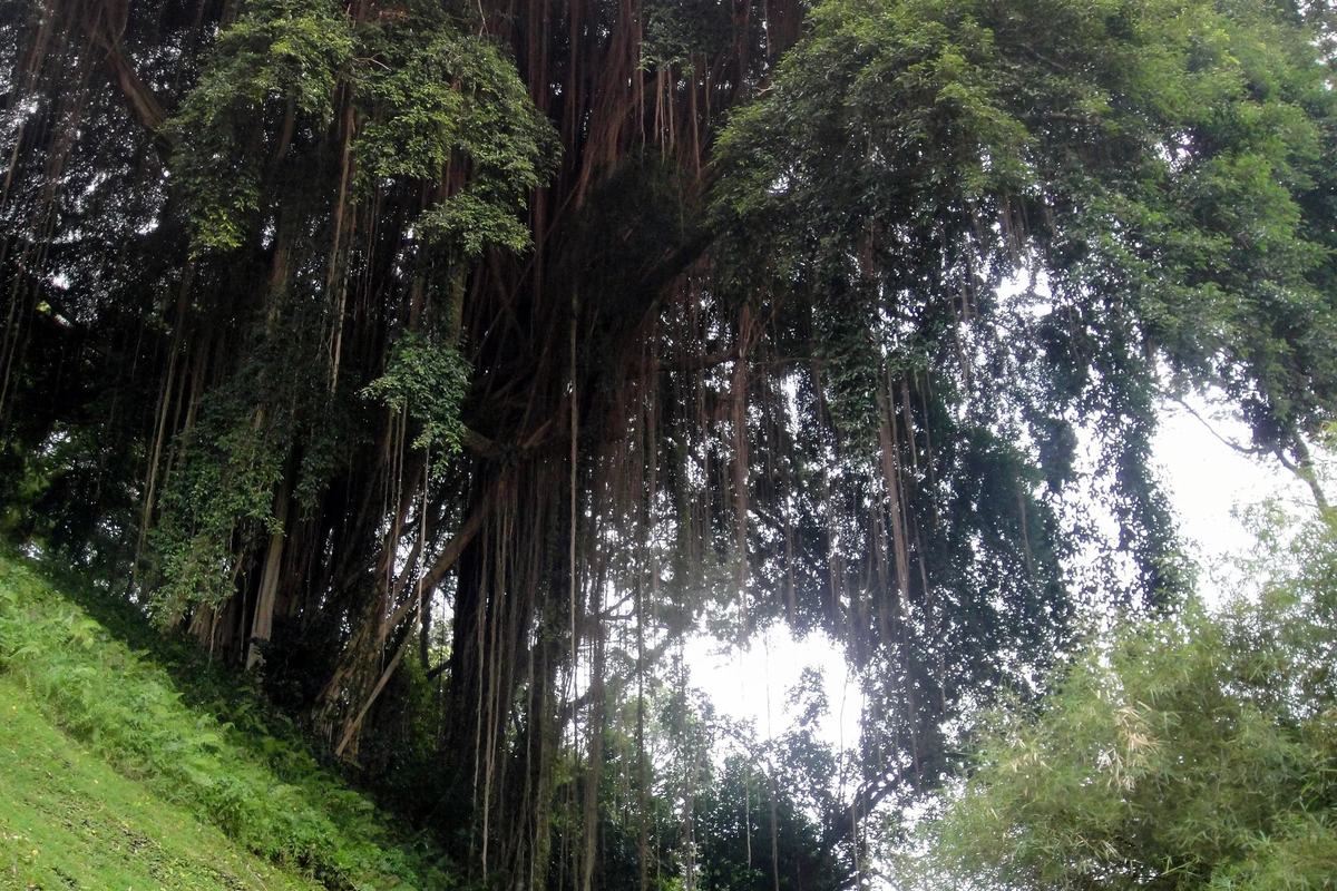 A footpath curving under huge trees on the slope of Fort Canning Hill, Singapore