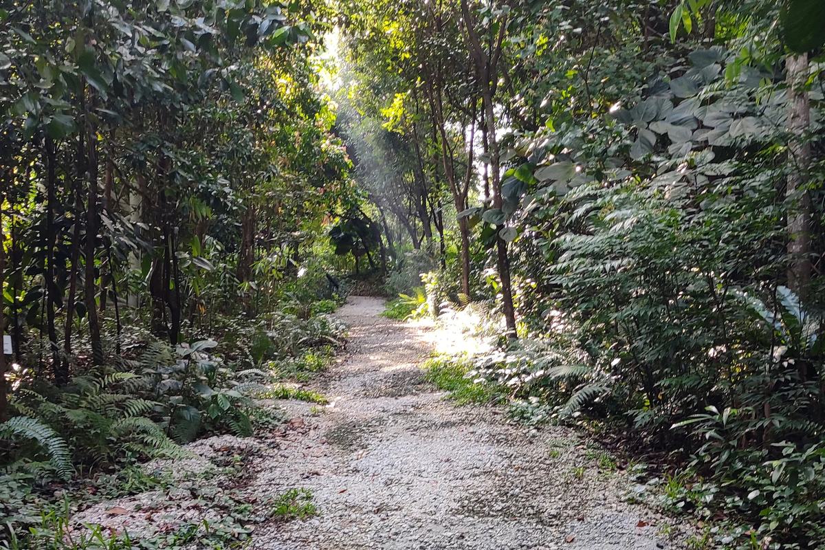 A forest trail on the Siloso headland near Fort Siloso, Singapore
