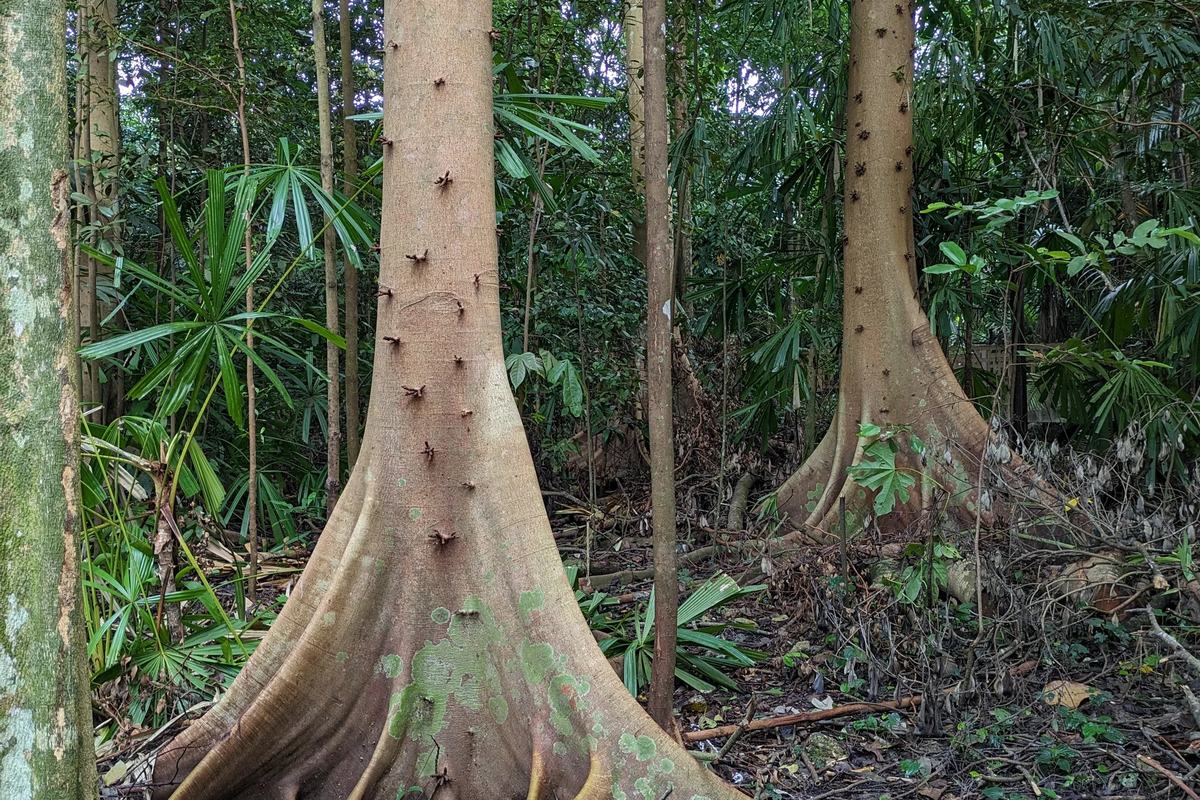 The buttress roots of a tall rainforest tree at Hindhede Nature Park, Singapore
