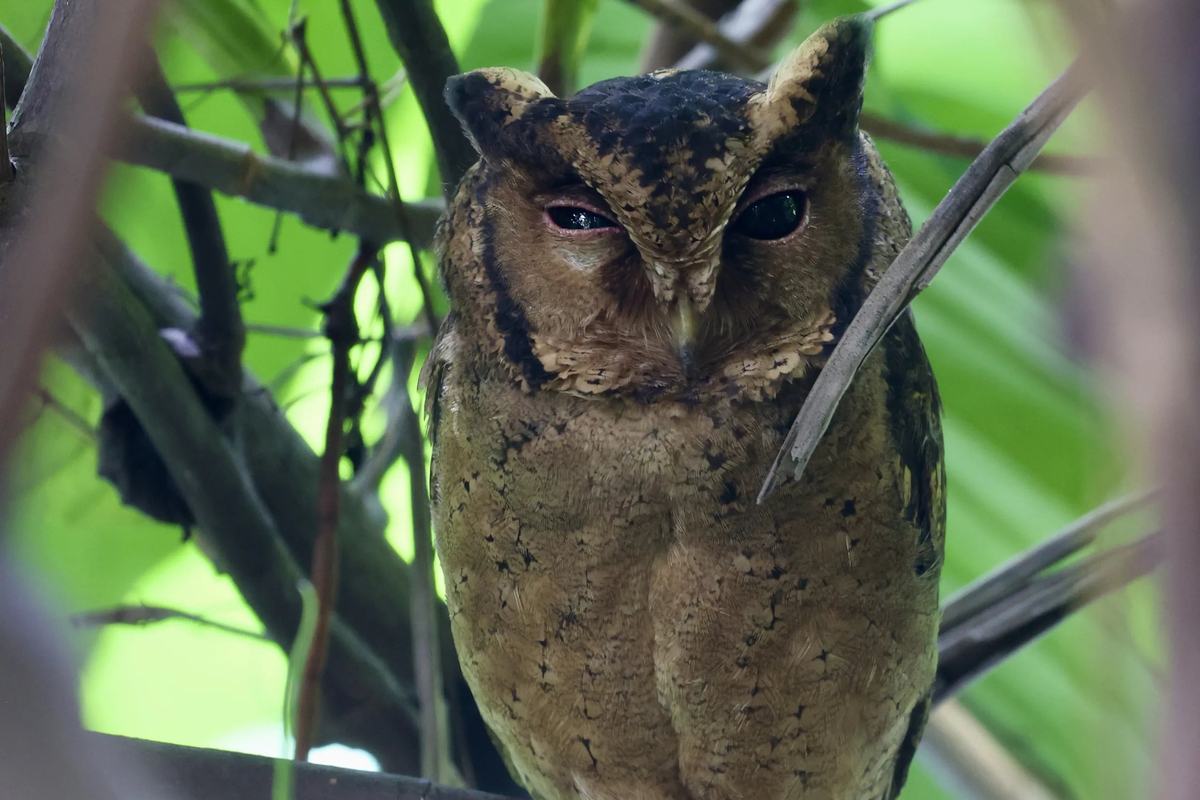 A scops owl perched among branches at Hindhede Nature Park, Singapore