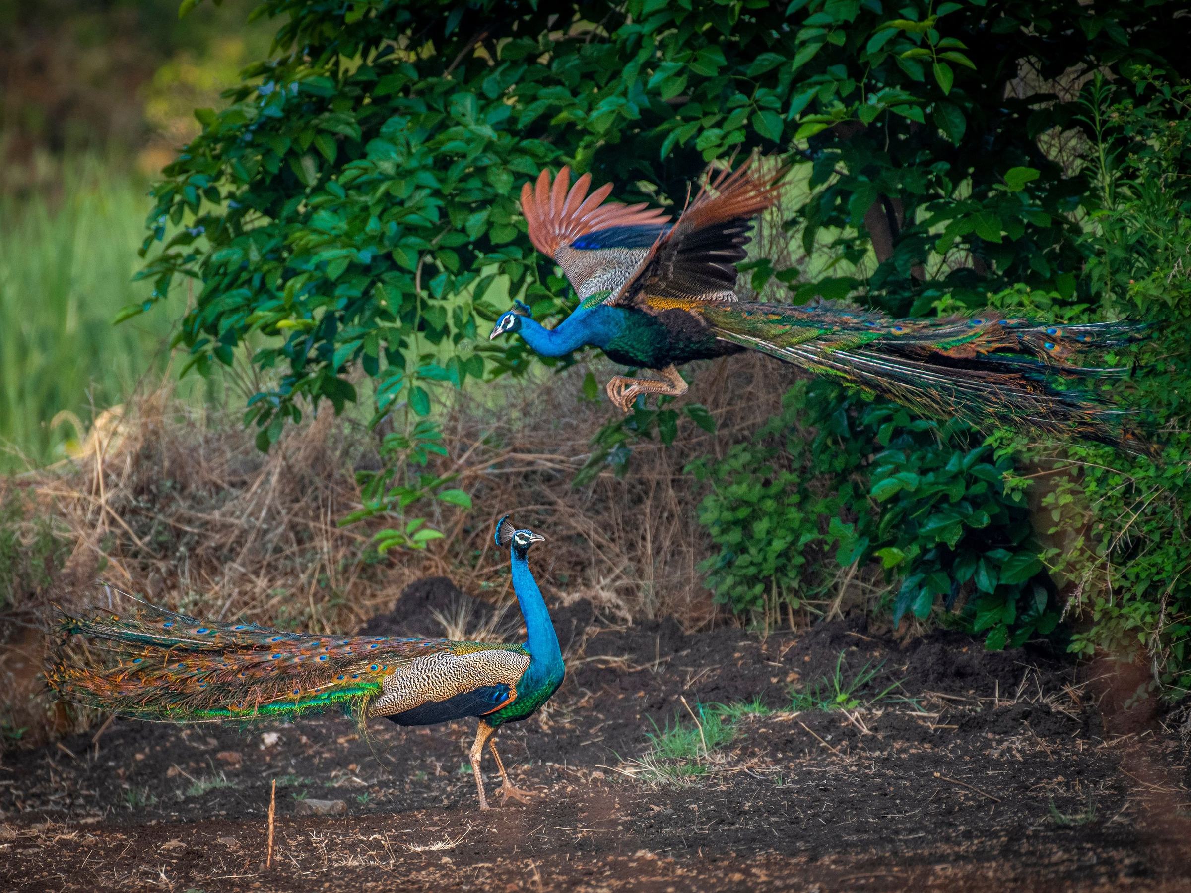 indian-peacock.jpg