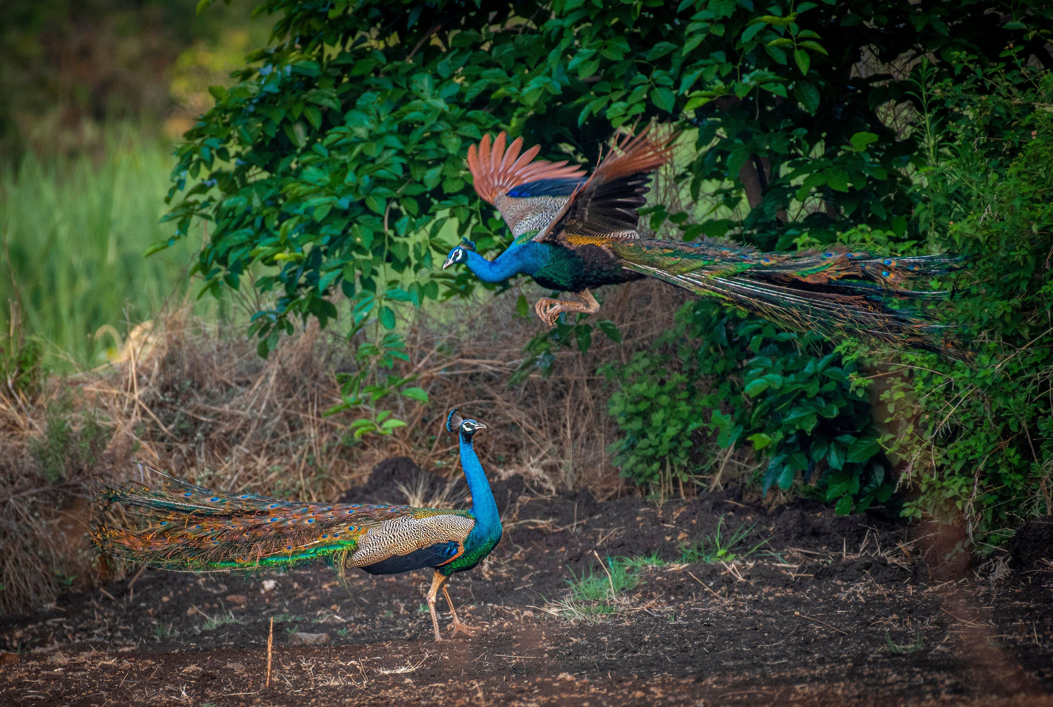 indian-peacock.jpg
