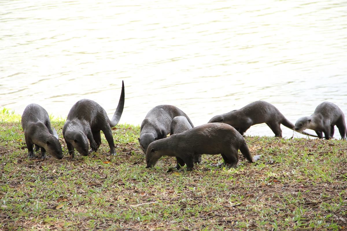 A family of smooth-coated otters foraging on the lakeshore at Jurong Lake Gardens, Singapore