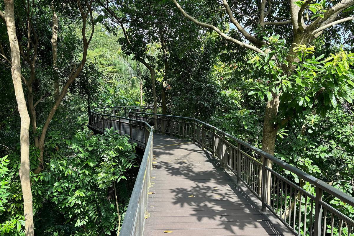 The canopy walk boardwalk through the treetops of Kent Ridge Park, Singapore