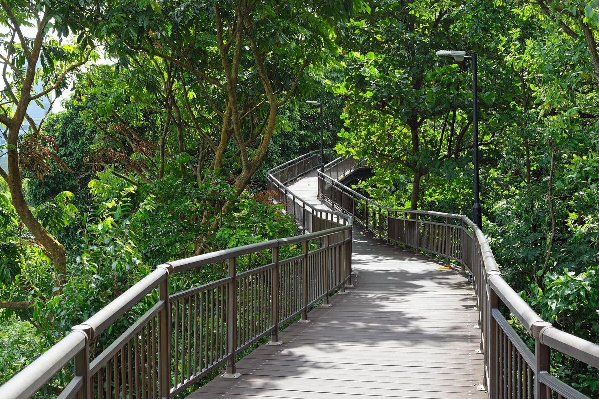 An elevated boardwalk winding through the forest at Kent Ridge Park, Singapore
