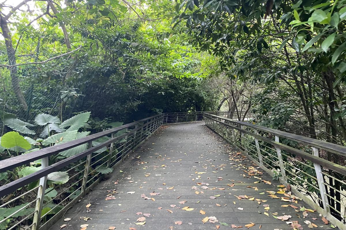 A boardwalk under the forest canopy at Labrador Nature Reserve, Singapore