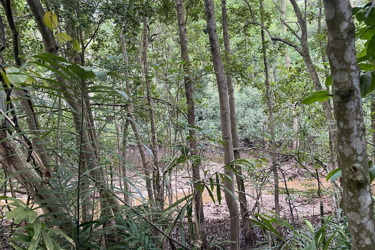 Slender trees of the coastal forest at Labrador Nature Reserve, Singapore