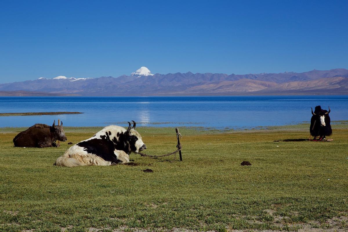 Yaks grazing beside Lake Manasarovar with Mount Kailash beyond, Ngari, Tibet