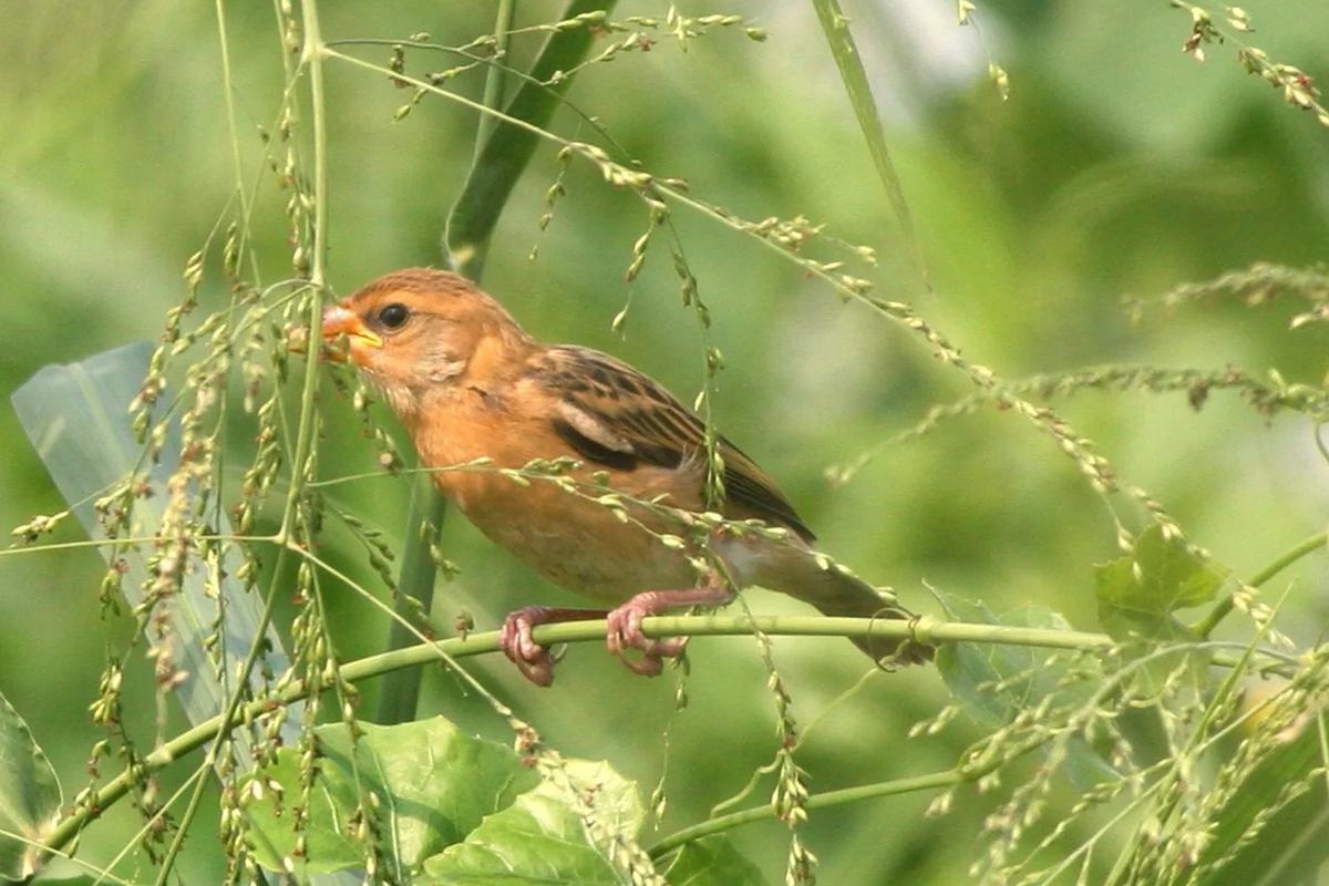A small bird feeding on grass seed heads at Lorong Halus Wetland, Singapore