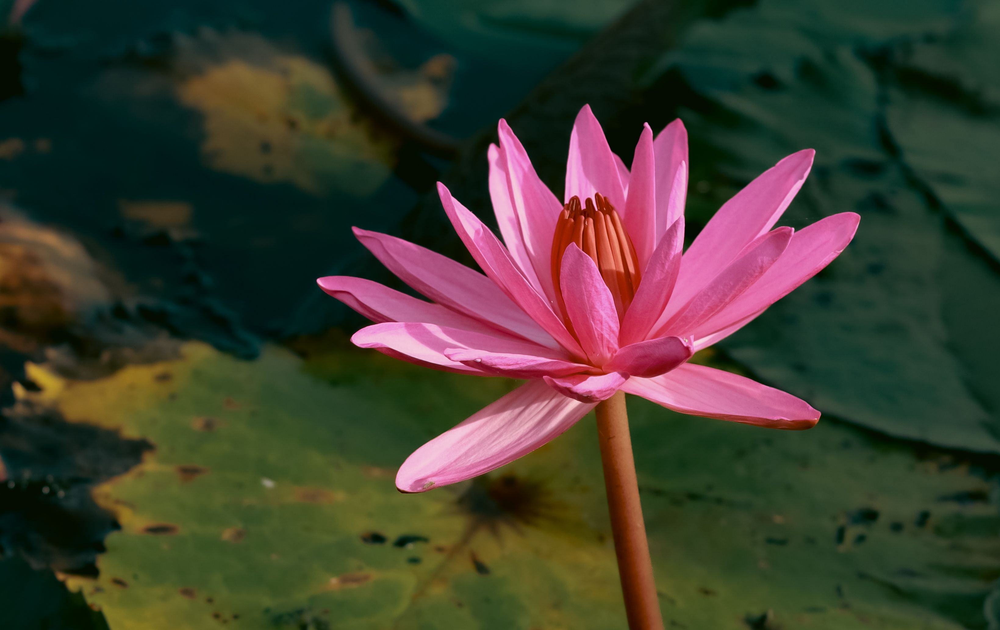 lotus.jpg