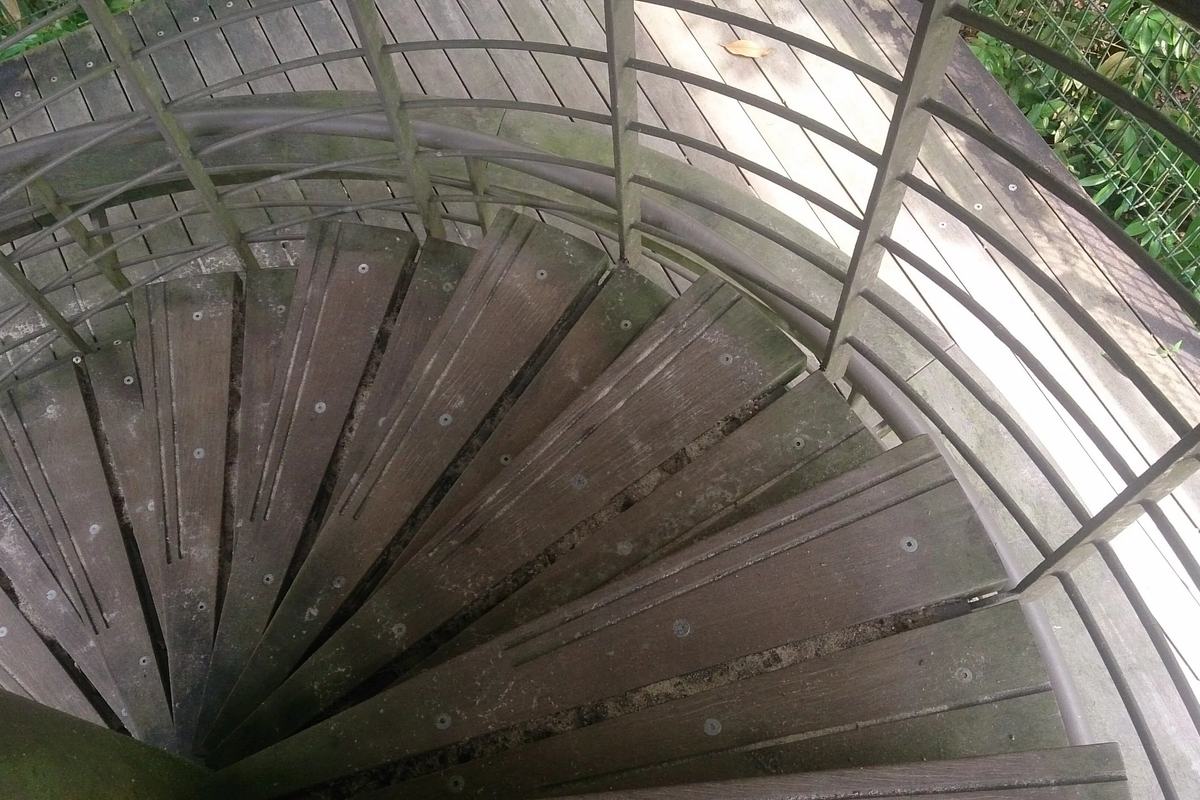The spiral staircase of a forest lookout tower on the MacRitchie trails, Singapore