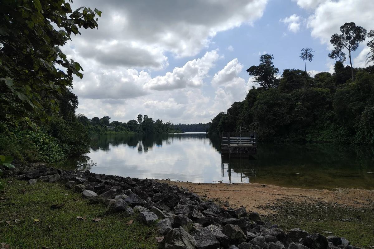 The rocky shore and forested banks of MacRitchie Reservoir, Singapore