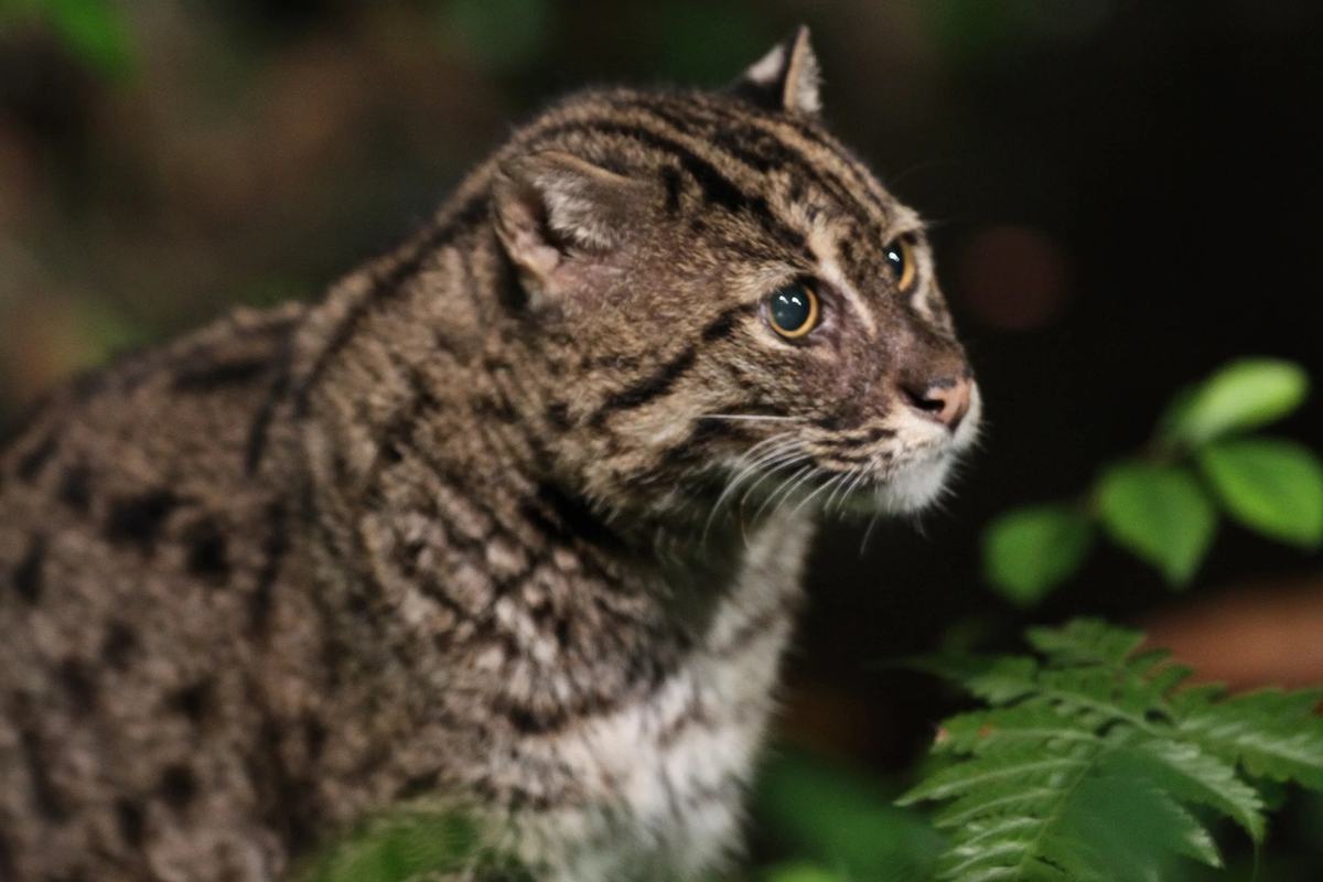 A fishing cat among ferns at the Night Safari, Singapore