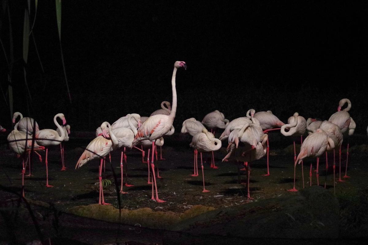 Flamingos gathered under soft night lighting at the Night Safari, Singapore