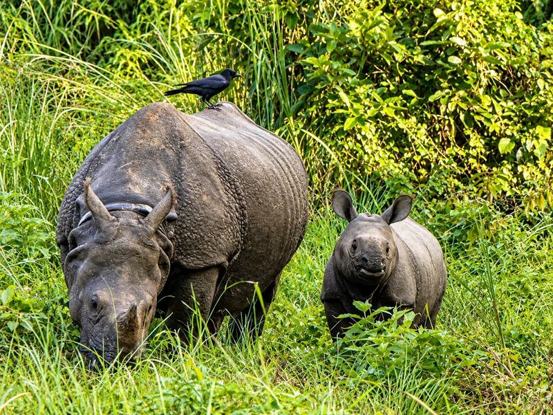 Track the greater one-horned rhino, 694 of them counted here in 2021