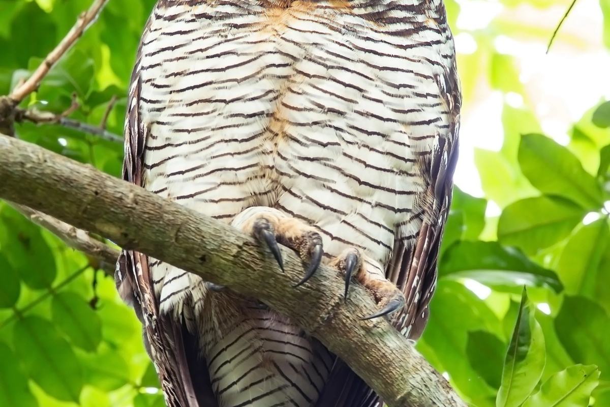 A spotted wood owl perched on a branch at Pasir Ris Park, Singapore