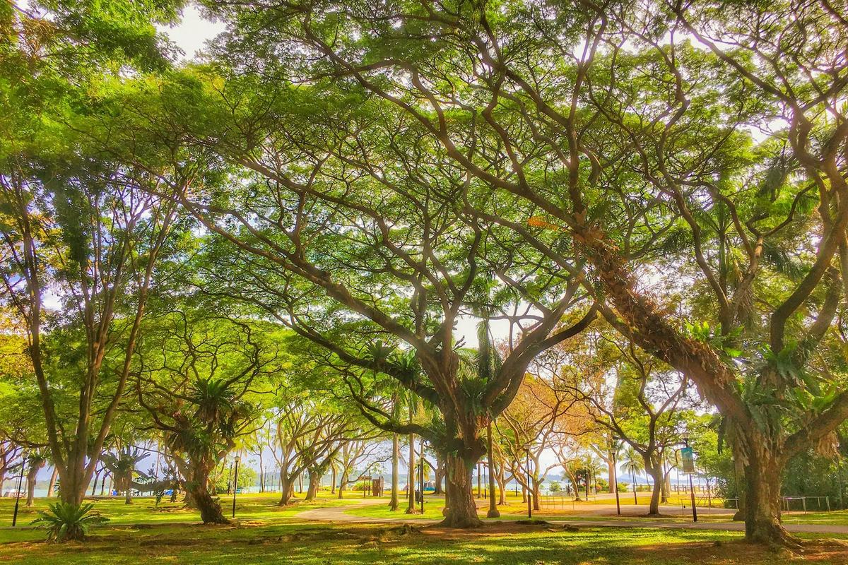 Sunlight through the canopy of old trees at Pasir Ris Park, Singapore