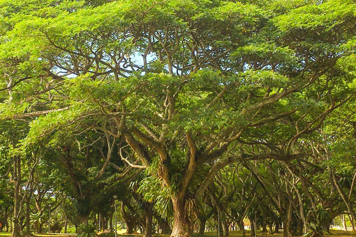 Spreading rain trees over the lawns of Pasir Ris Park, Singapore