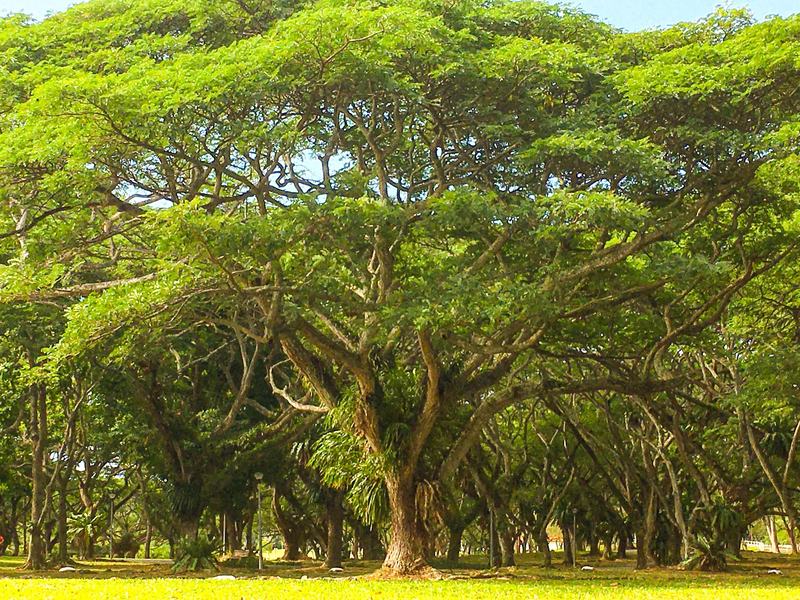 Pasir Ris Park