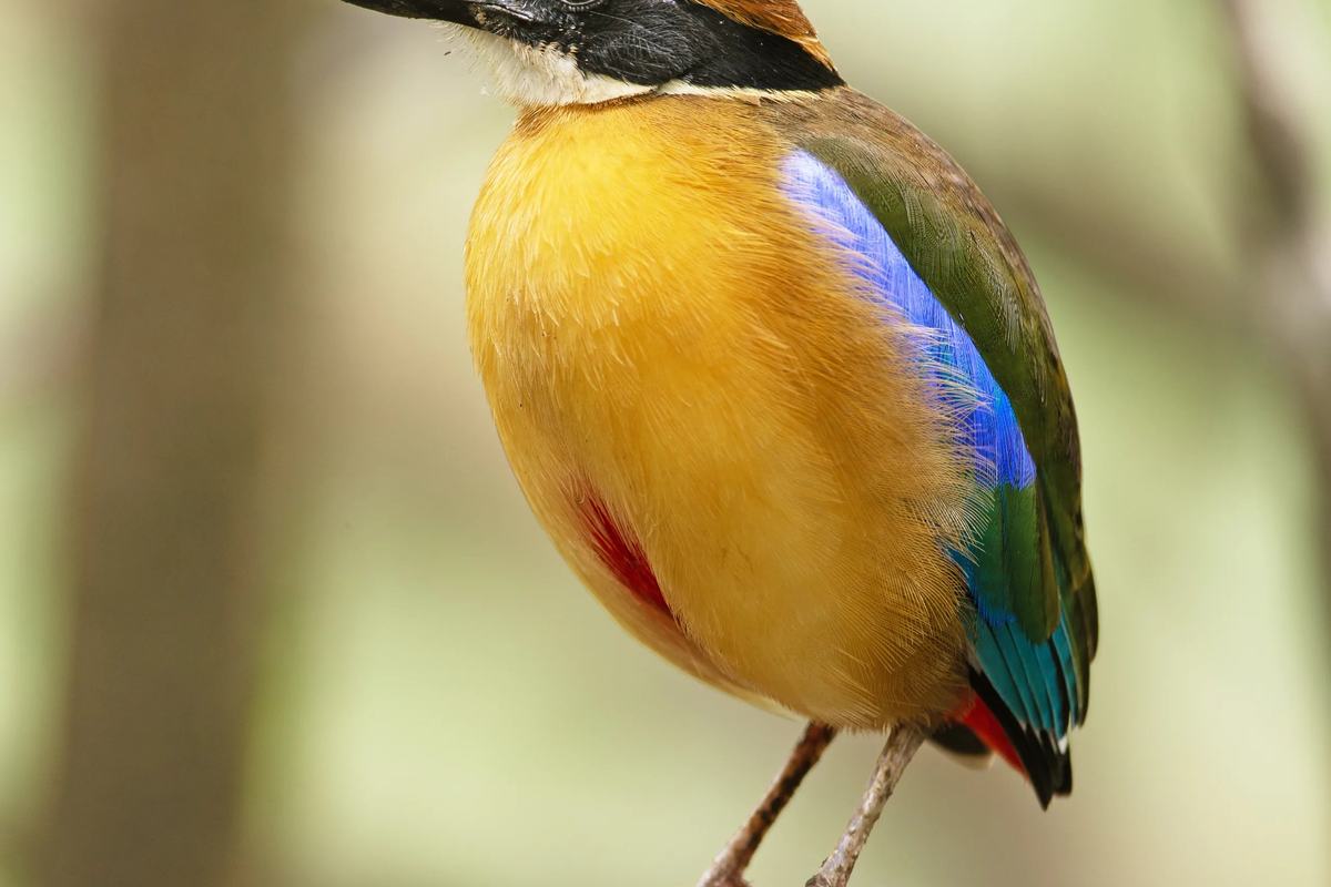 A mangrove pitta perched on a branch on Pulau Ubin, Singapore