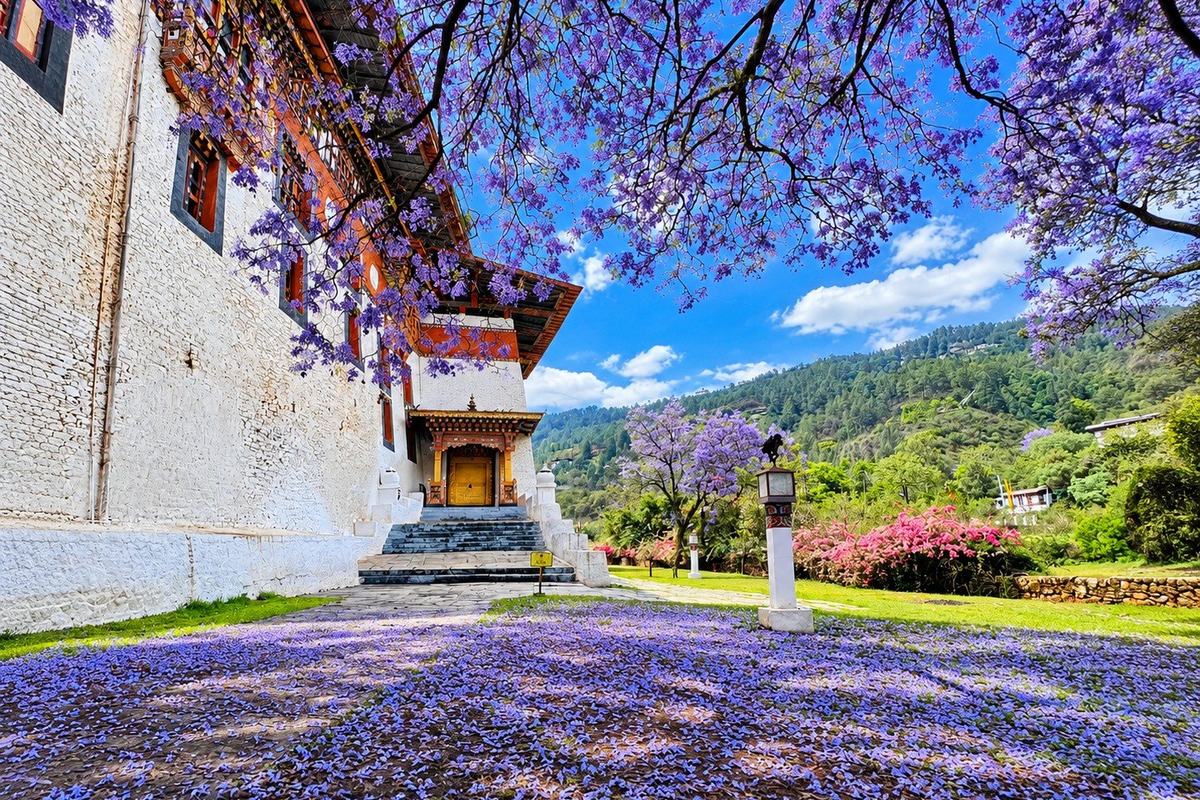 Fallen jacaranda blossom carpeting the ground