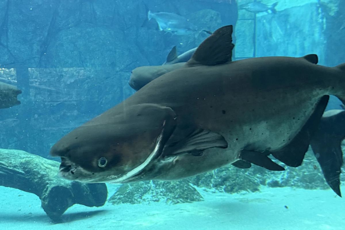 A giant catfish in an aquarium tank at River Wonders, Singapore