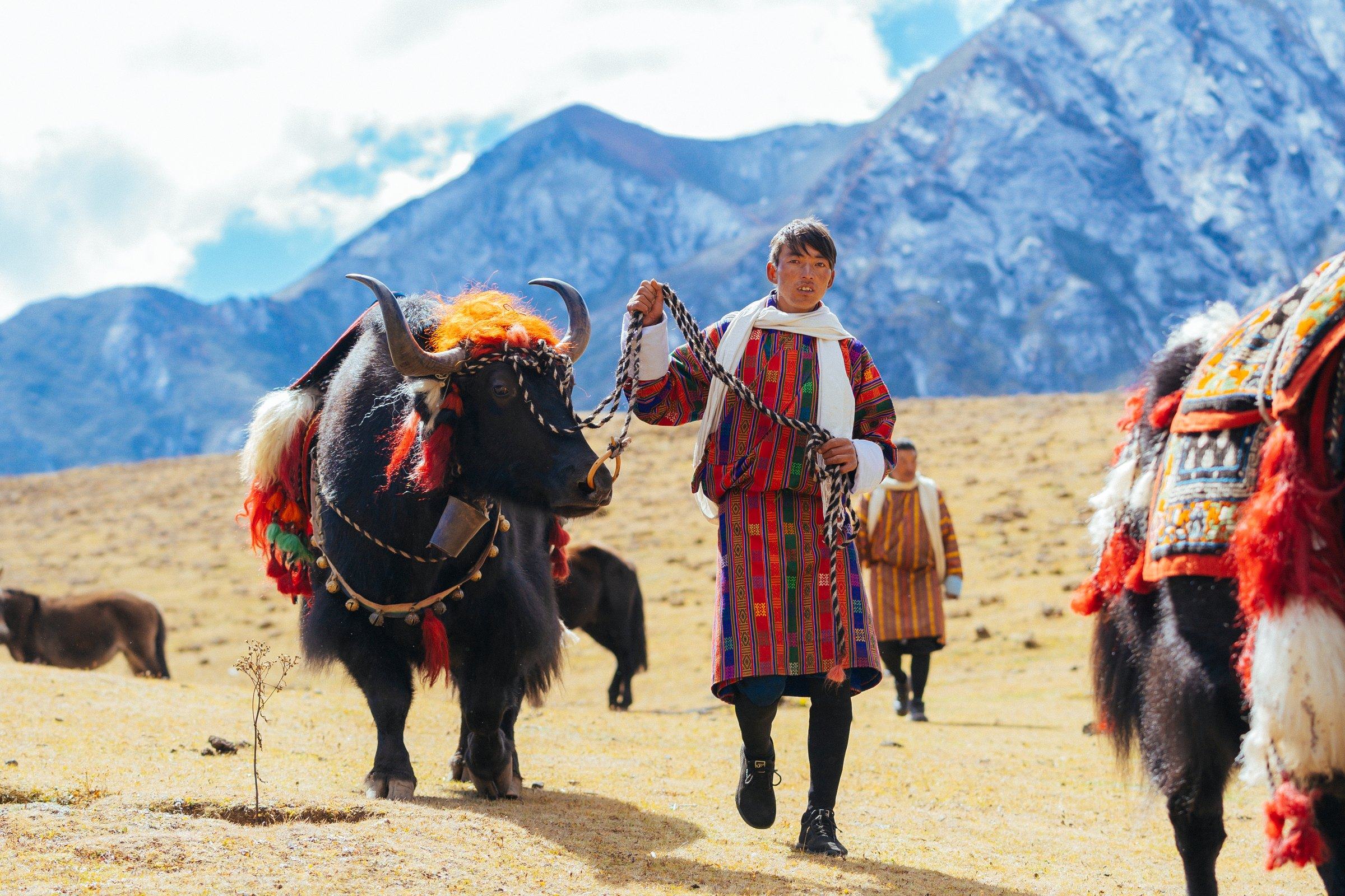 Bhutanese herder in a gho leading a yak decorated with red tassels across a high pasture below snow-dusted peaks