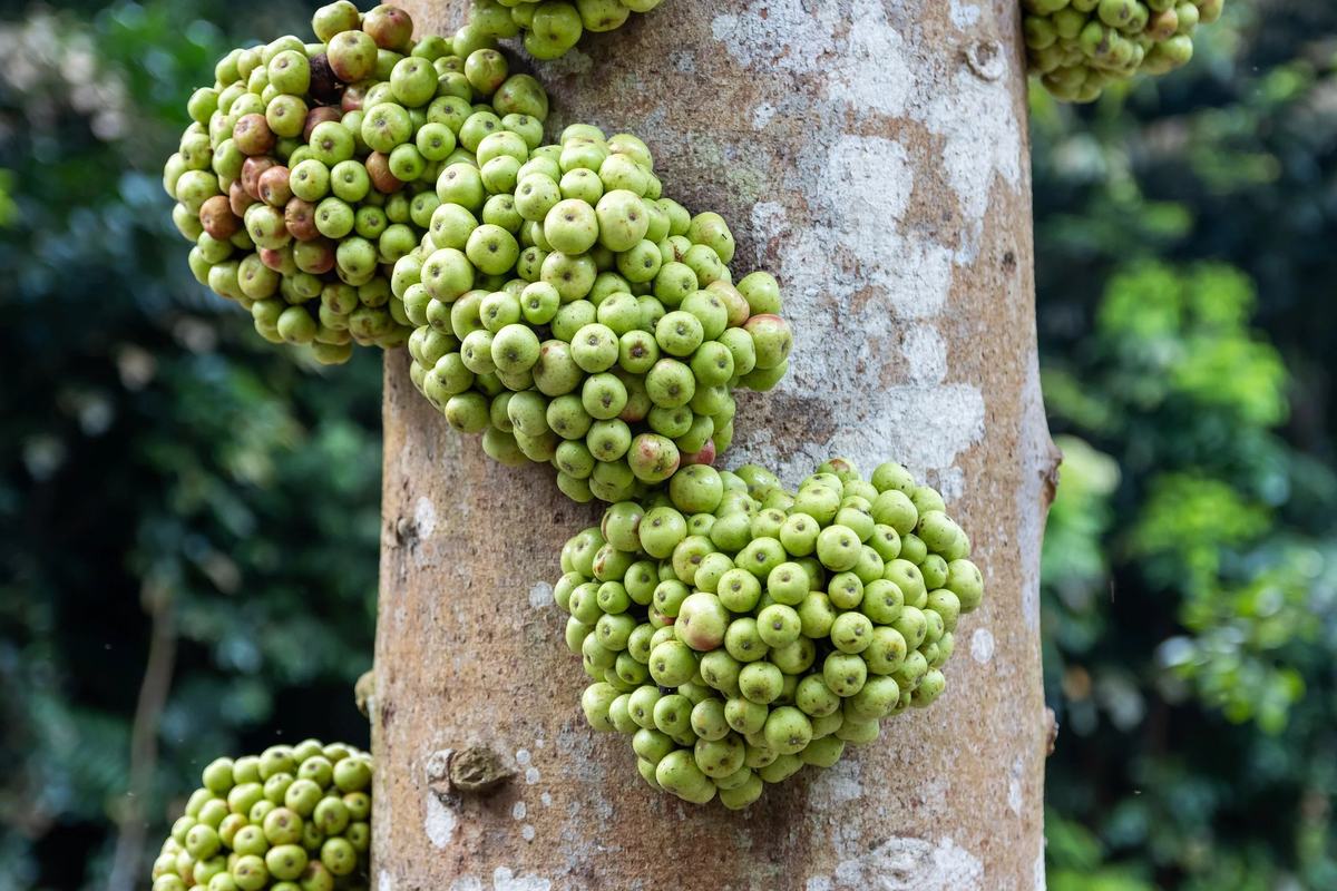Clusters of figs growing straight from a tree trunk at the Singapore Botanic Gardens