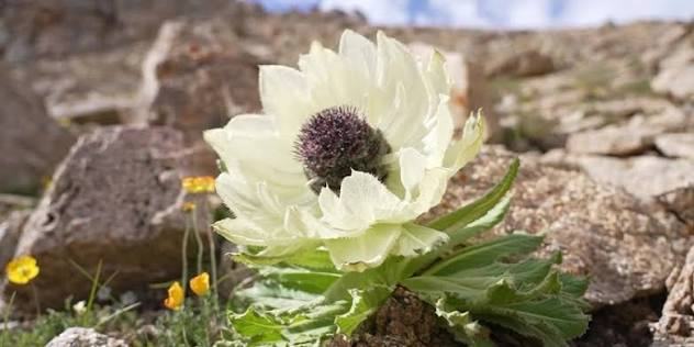 snow-lotus-tibet.jpg
