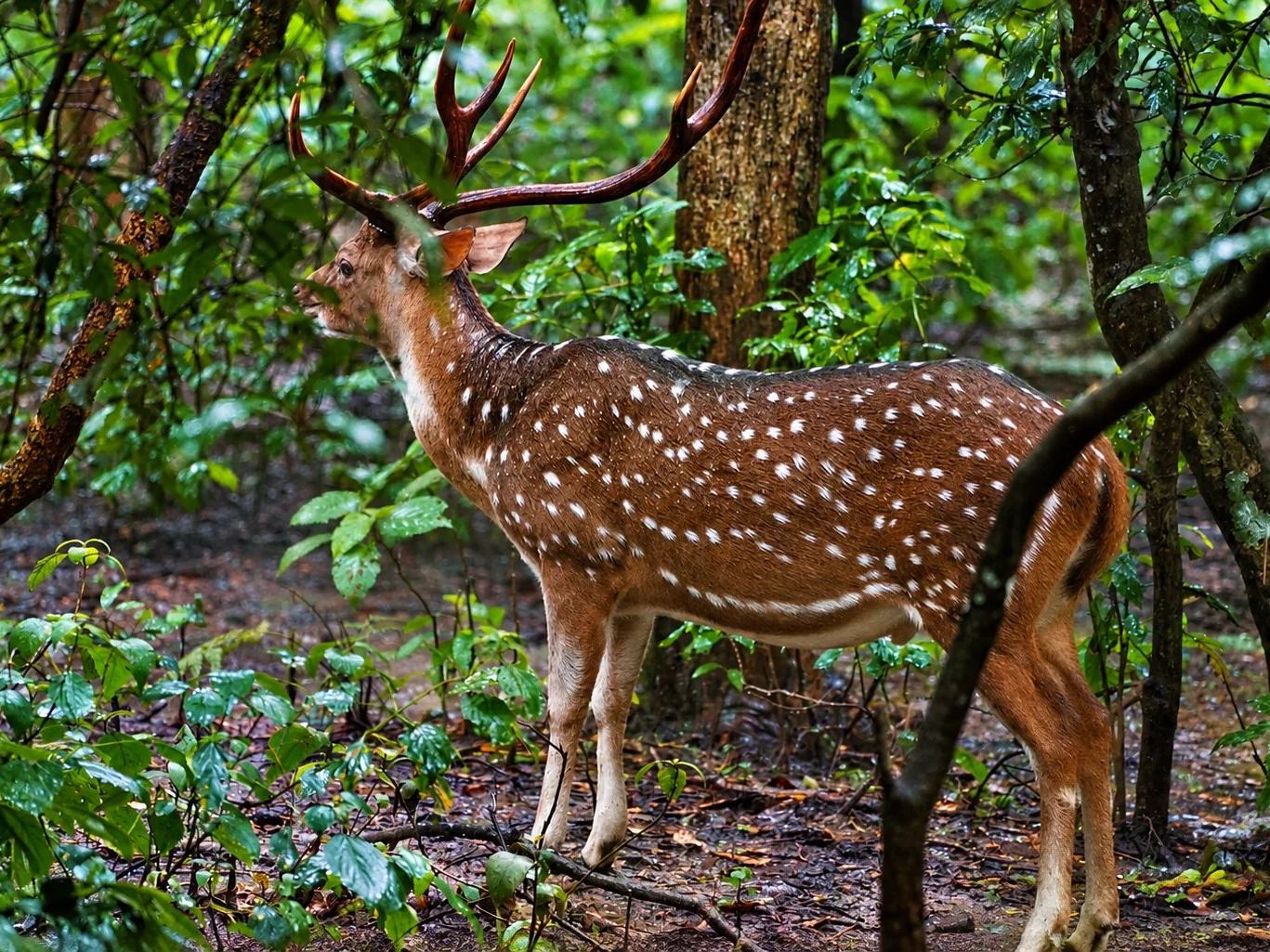 A spotted deer stag in rain-soaked forest, Chitwan National Park, Nepal