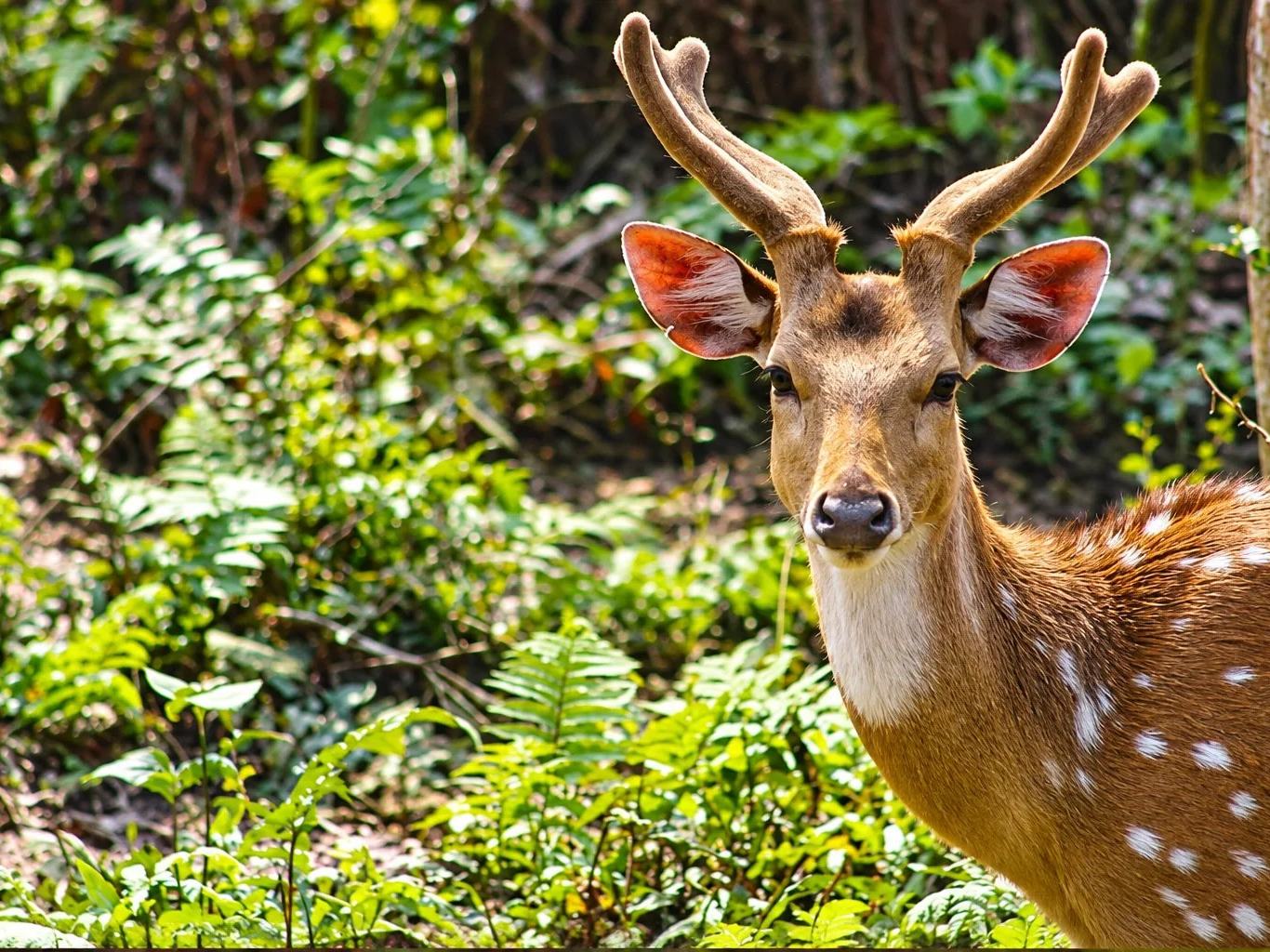 A spotted deer stag with antlers in sunlit woodland, Chitwan National Park, Nepal