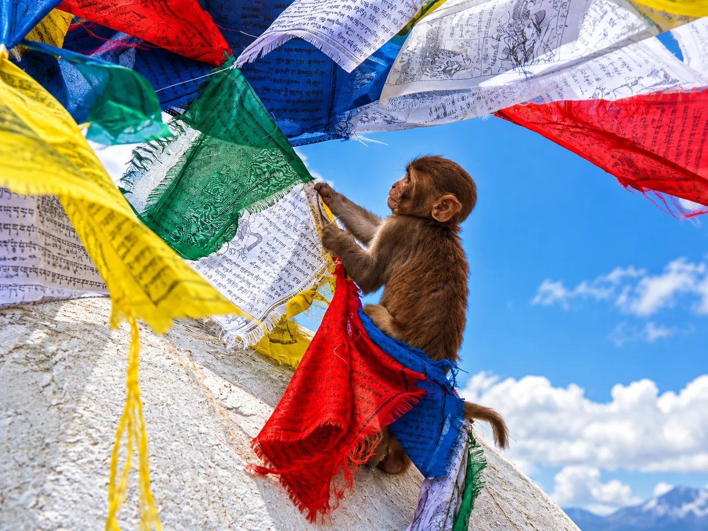 A monkey climbing among prayer flags at Swayambhunath, Kathmandu, Nepal