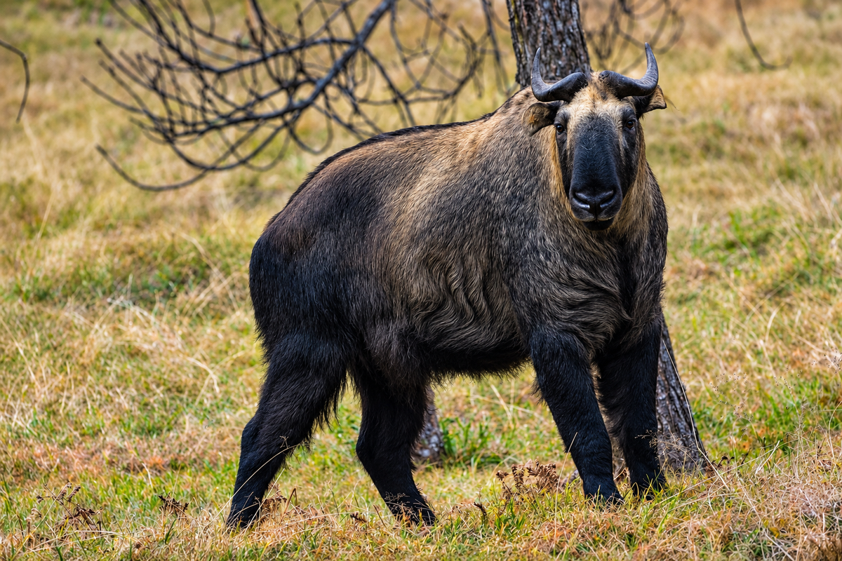 A takin out in open grassland