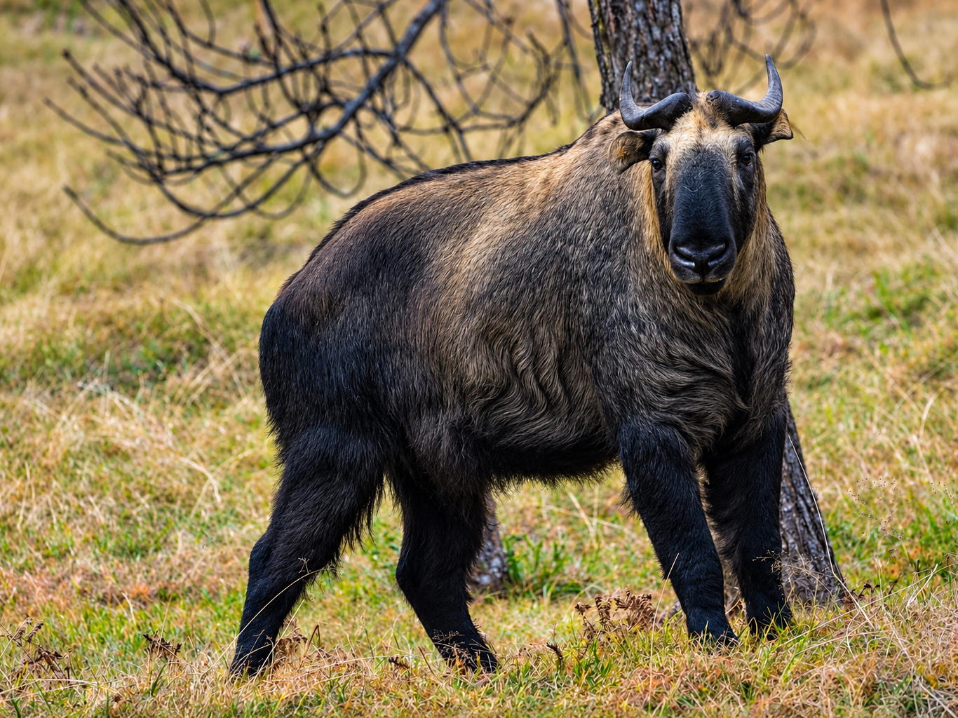 A takin in open grassland at Motithang