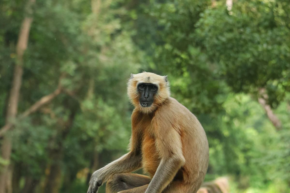 Tikapur Park