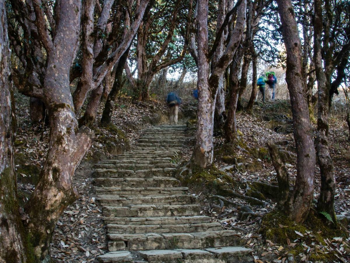 Dense bamboo and rhododendron forest on the way to Deurali