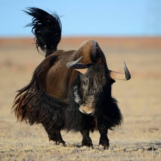 wild-yak.jpg