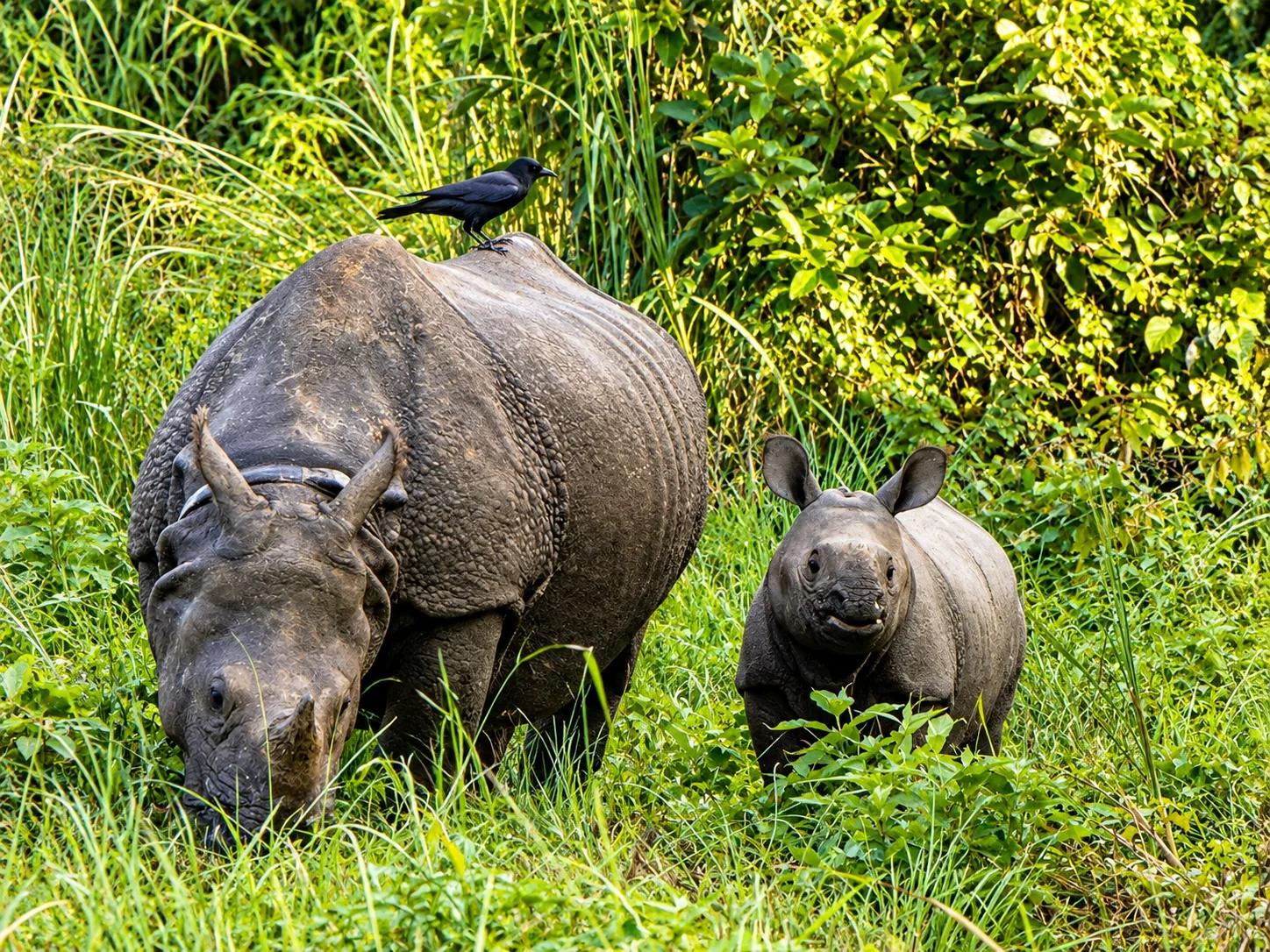 Wild Nepal & Himalayan Lakes: Chitwan to Pokhara