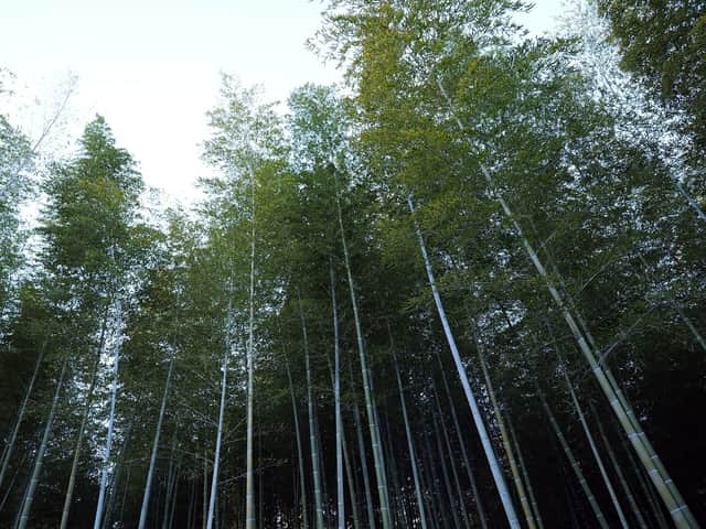 Arashiyama bamboo grove, Kyoto