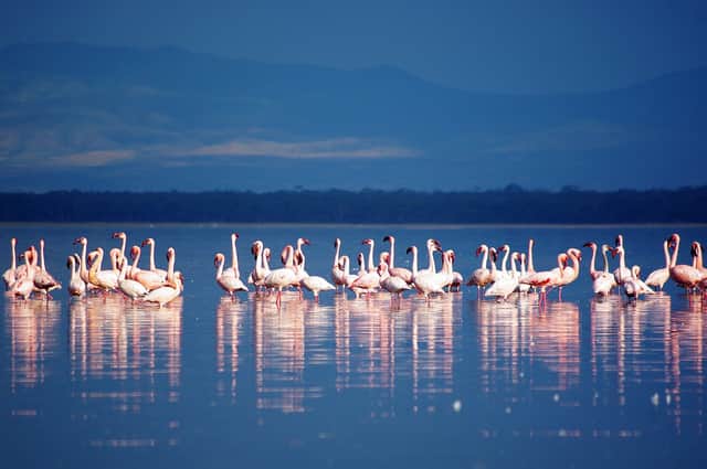 Flamingos wading in Lake Nakuru