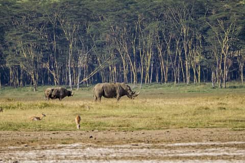 Kenya Wildlife Safari: Maasai Mara & Lake Nakuru – 8 Days / 7 Nights