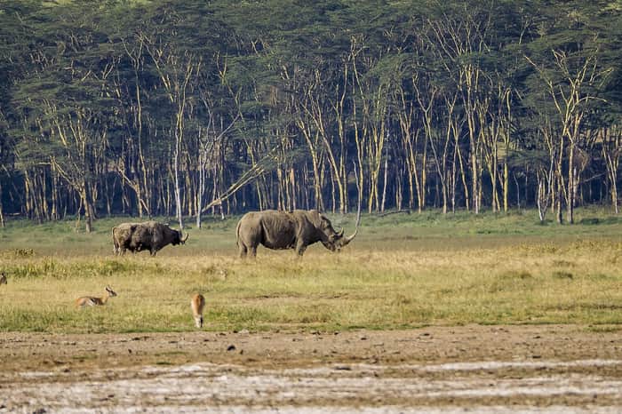 Kenya Wildlife Safari: Maasai Mara & Lake Nakuru – 8 Days / 7 Nights