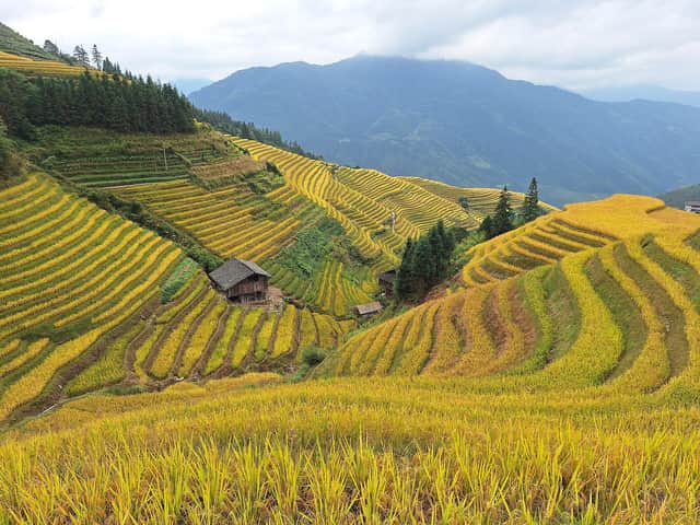 Golden Longji rice terraces near Guilin