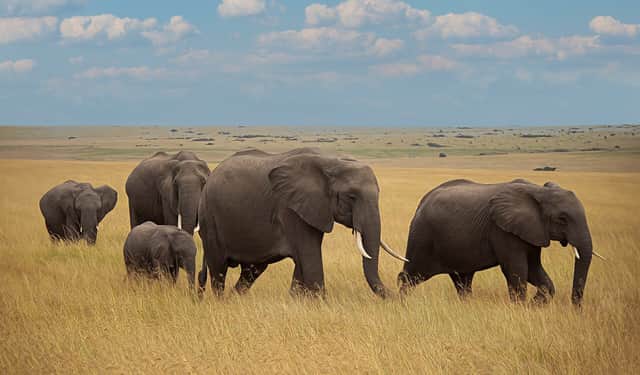 Elephant family walking across the Maasai Mara