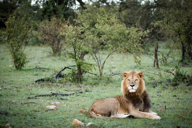 Male lion resting in the Mara grasslands