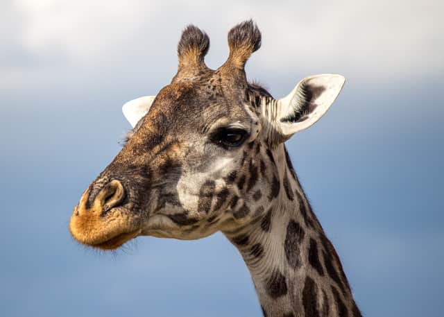 Masai giraffe in the Maasai Mara