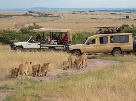 Kenya Safari: Maasai Mara & Rift Valley – 6 Days / 5 Nights