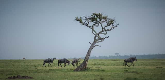 Wildebeest crossing the plains of the Maasai Mara